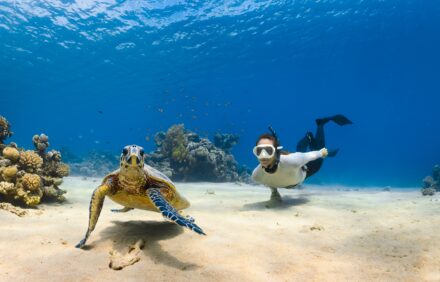 Diving in Koh Tao: Thailand’s Underwater Paradise for Travelers and Investors (2026 Guide)